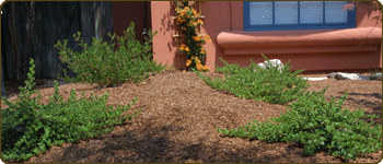 Low water, All Organic, Sustainable, Garden Restoration