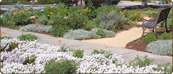 Low water, All Organic, Sustainable, Garden Restoration