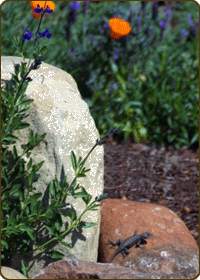 Low Water, All Organic, Sustainable, Garden Restoration